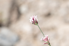 Cynanchica lilaciflora