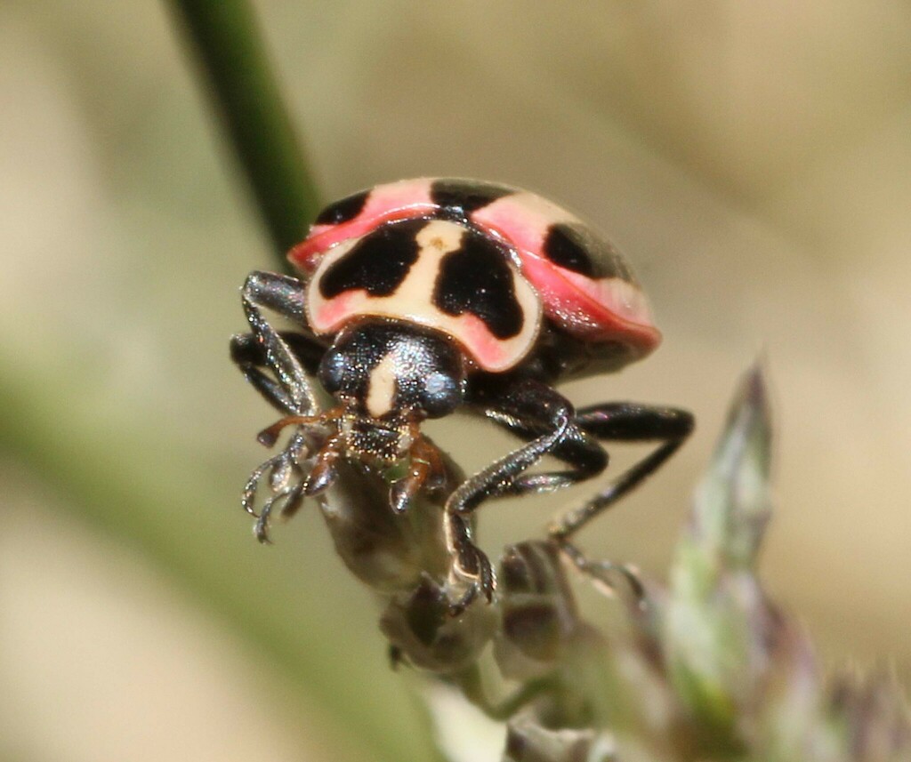 Broad-striped Lady Beetle