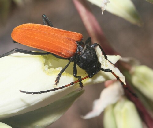 Agave Longhorn Beetle