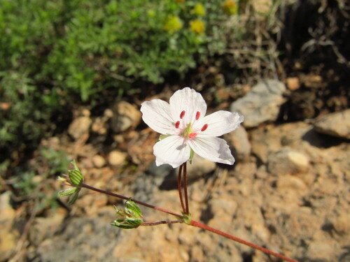 Erodium rupestre