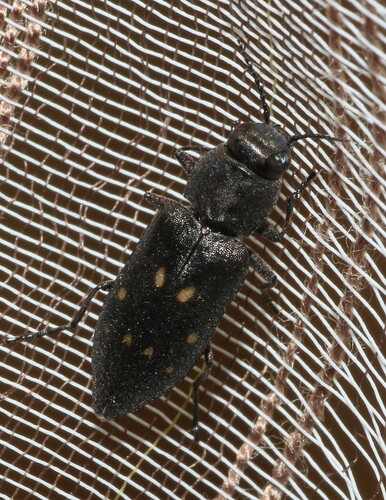 Charcoal Beetle photo 5