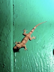 Hemidactylus mabouia