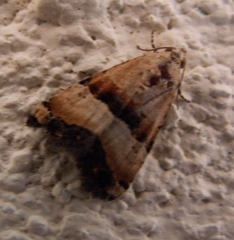 Pseudozarba bipartita