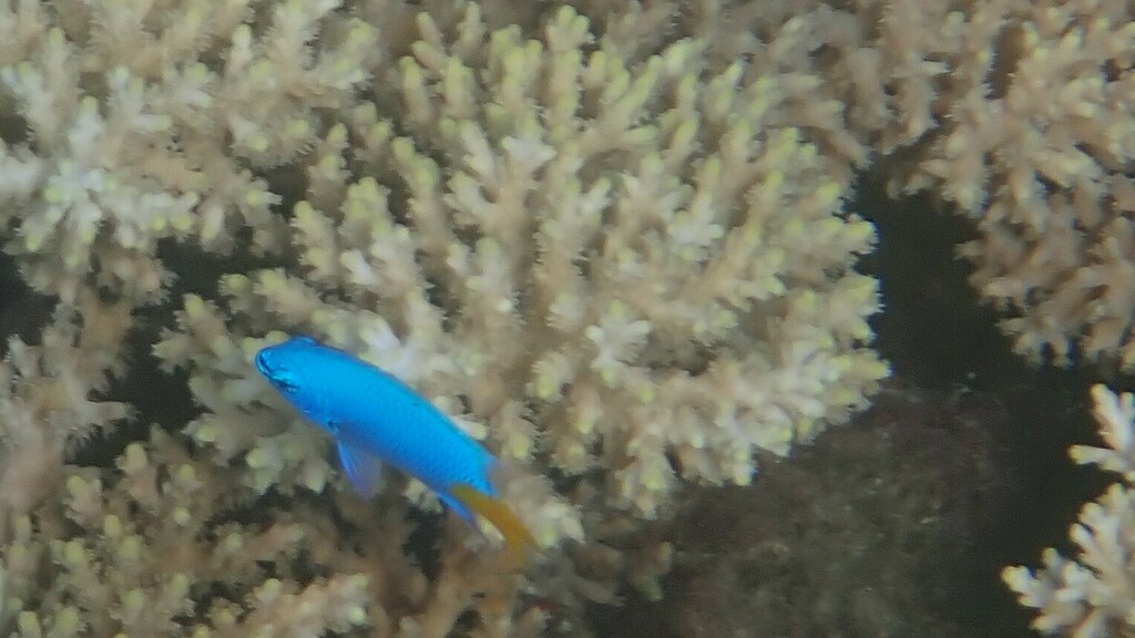 Goldtail Demoiselle
