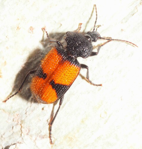 Panagaeus sallei