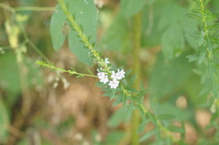 Lythrum alatum lanceolatum