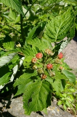 Rubus idaeus strigosus