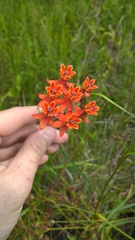 Asclepias lanceolata