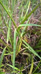 Asclepias lanceolata