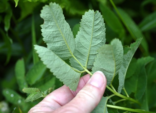 Image of Sanguisorba stipulata by (c) Amber M. King, some rights reserved (CC BY)