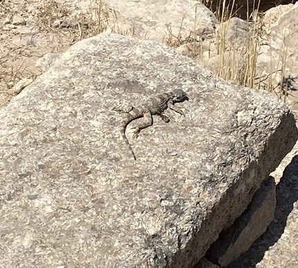 Egyptian Rock Agama