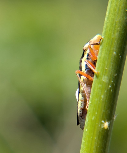 Johnsongrass Sharpshooter photo 3