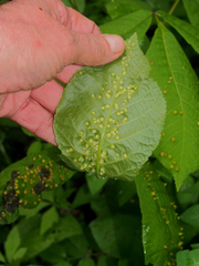 Phylloxera caryaefallax