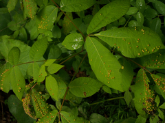 Phylloxera caryaefallax