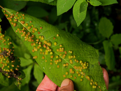 Phylloxera caryaefallax