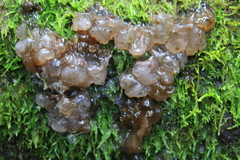 Exidia novozealandica