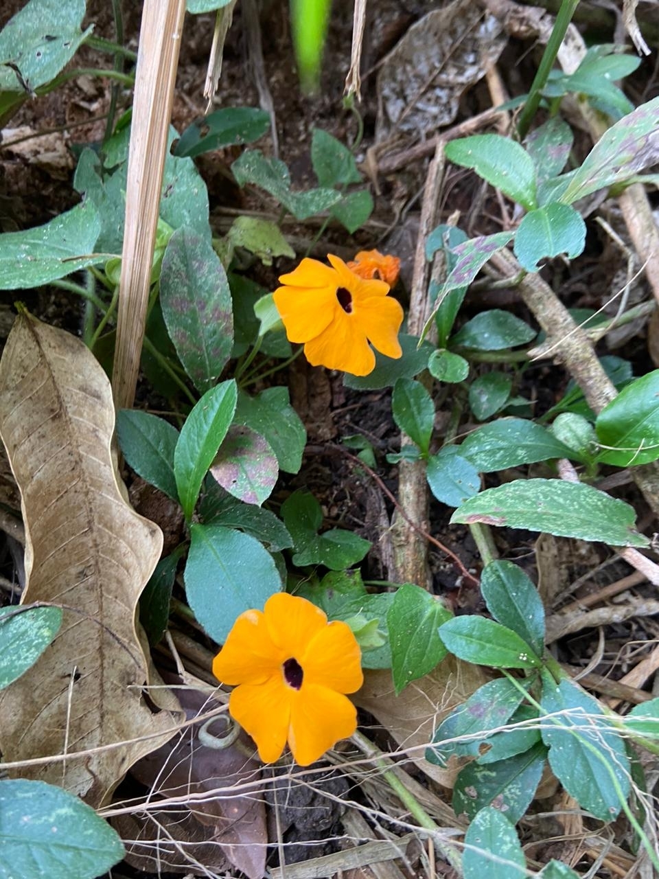 Thunbergia alata