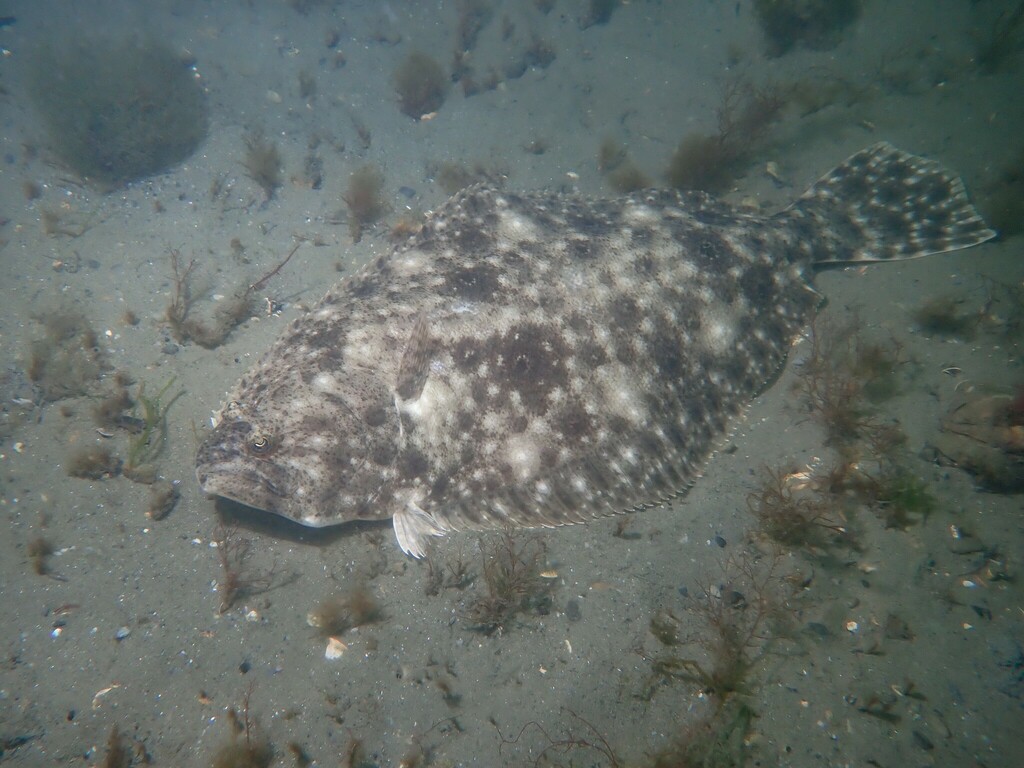 Summer Flounder