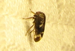 Ophiderma salamandra