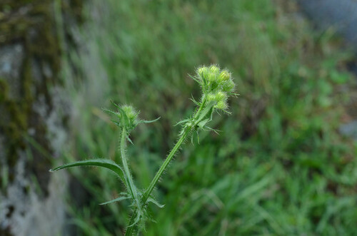 Crepis setosa iNat (1)