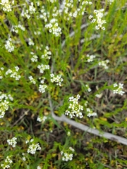 Scandix pecten-veneris