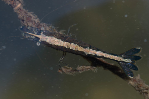 Syncaris pacifica