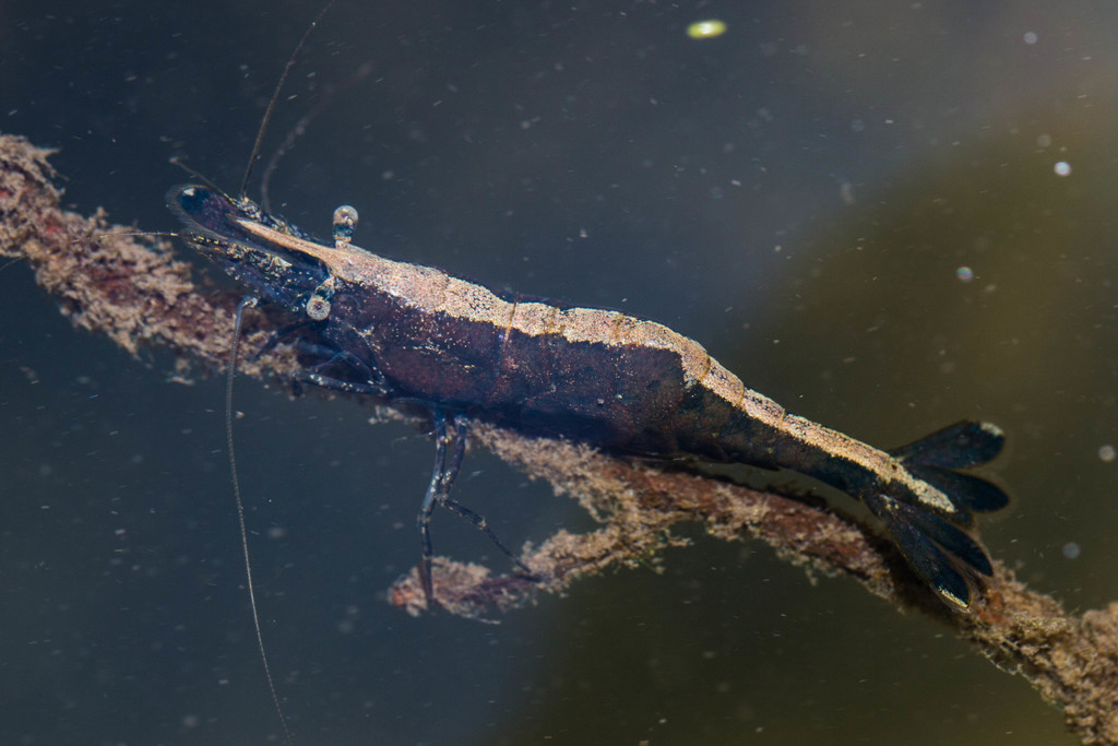 California freshwater shrimp