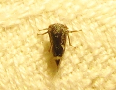 Ophiderma salamandra