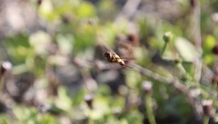 Exoprosopa brevirostris