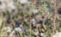 Exoprosopa brevirostris