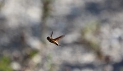 Exoprosopa brevirostris