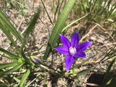 Brodiaea stellaris