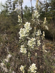 Amelanchier spicata