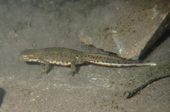 Bosca's Newt photo 3