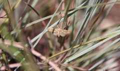 Pseudopyrausta santatalis
