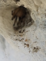 Latrodectus geometricus