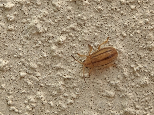 American Goldenrod Leaf Beetle photo 3