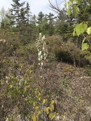 Amelanchier spicata