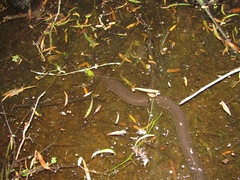 Amphiuma tridactylum