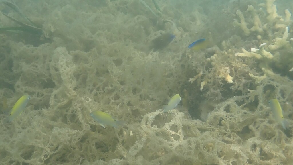 Batuna's damselfish