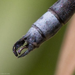 Lestes stultus