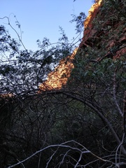 Pandorea doratoxylon