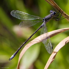 Lestes stultus