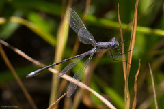 Lestes stultus
