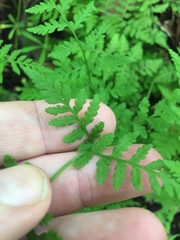 Cystopteris tenuis