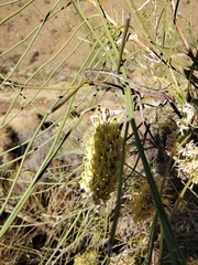Hakea lorea