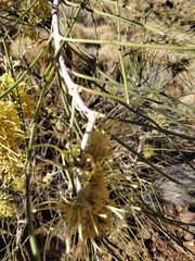 Hakea lorea