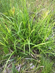 Carex gracillima