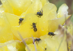 Macrotera