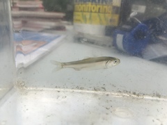 Alosa pseudoharengus